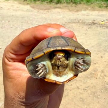 tortuga casquito Rescatan ejemplar de tortuga Casquito encontrado en calles de Vallarta
