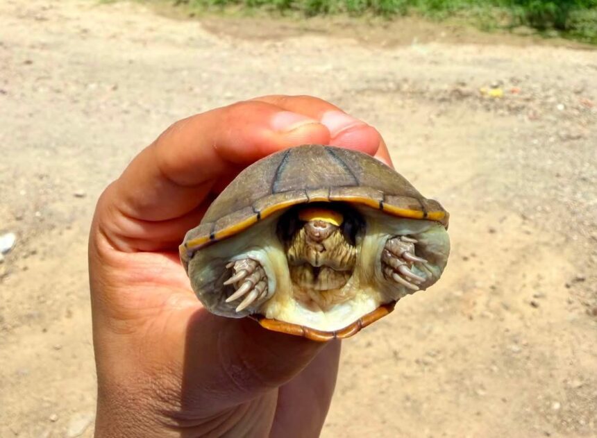 Rescatan ejemplar de tortuga Casquito encontrado en calles de Vallarta