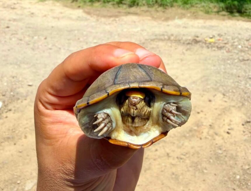 Rescatan ejemplar de tortuga Casquito encontrado en calles de Vallarta