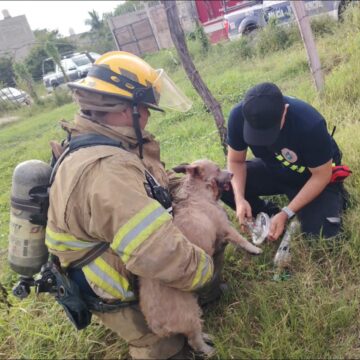 Bomberos de Puerto Vallarta rescatan a perrito durante incendio en vivienda