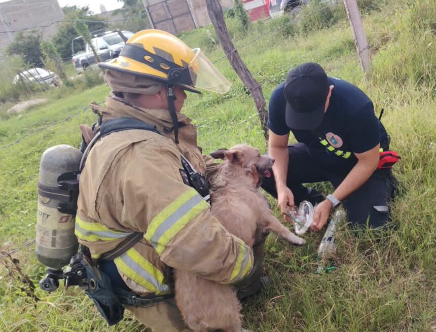 Bomberos de Puerto Vallarta rescatan a perrito durante incendio en vivienda