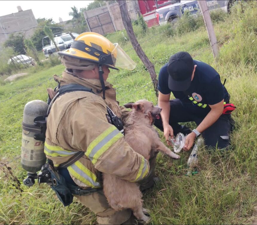Bomberos de Puerto Vallarta rescatan a perrito durante incendio en vivienda