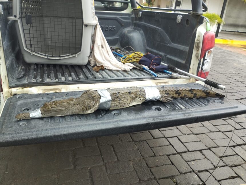 Descartan reubicación masiva de cocodrilos en Puerto Vallarta