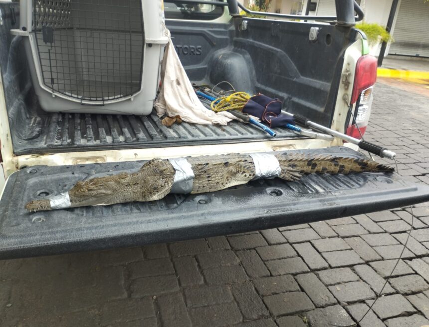 Descartan reubicación masiva de cocodrilos en Puerto Vallarta