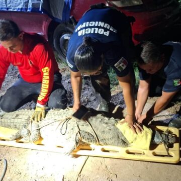 Reubican cocodrilo localizado sobre avenida Ejército