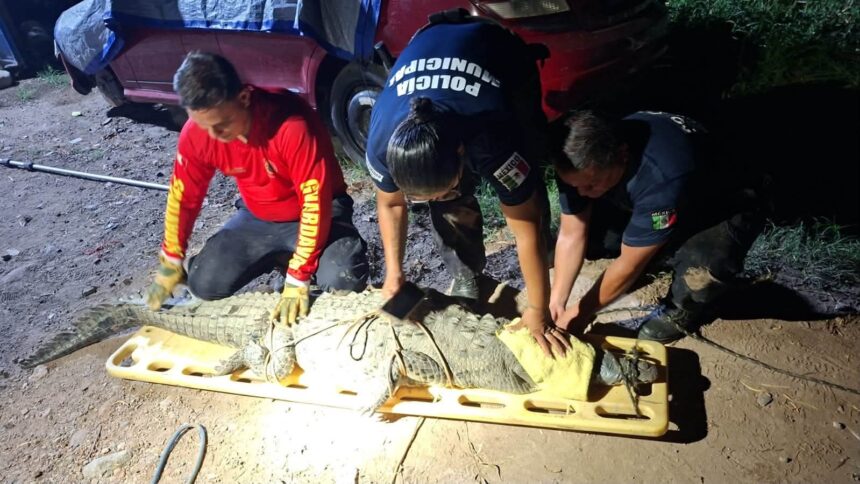 Reubican cocodrilo localizado sobre avenida Ejército