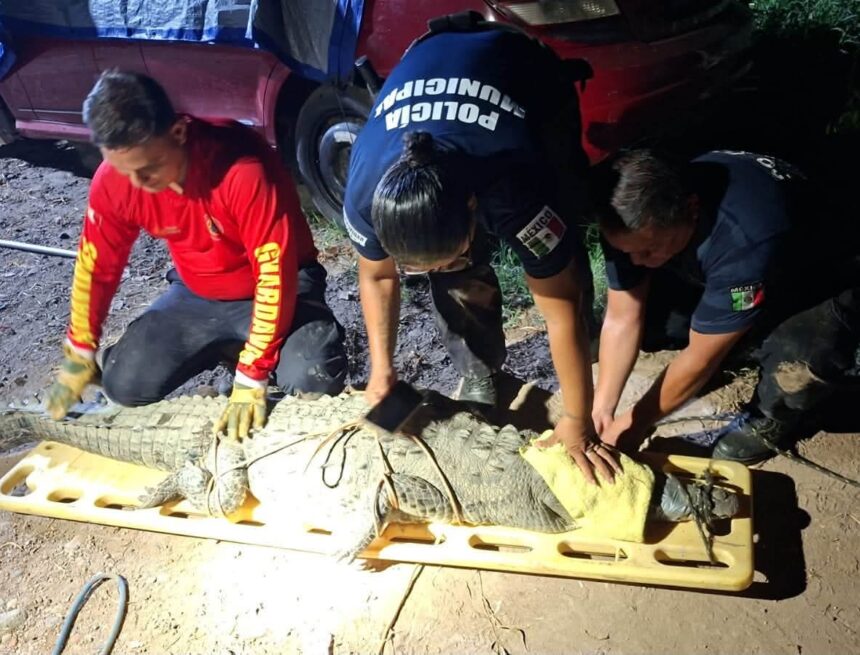 Reubican cocodrilo localizado sobre avenida Ejército