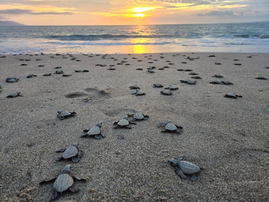 Invita Gobierno Municipal a vivir la experiencia de liberar tortugas marinas