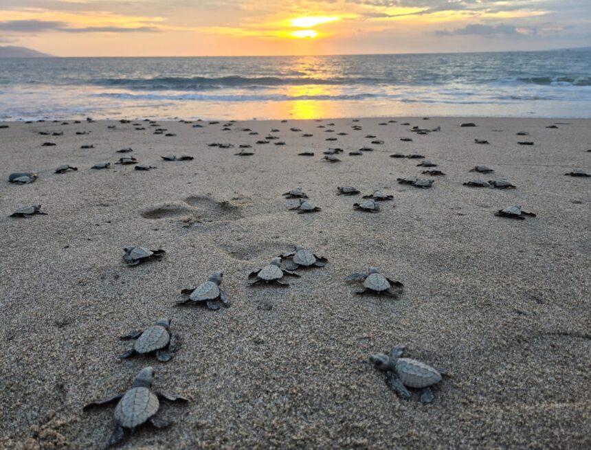 tortugas liberación Invita Gobierno Municipal a vivir la experiencia de liberar tortugas marinas