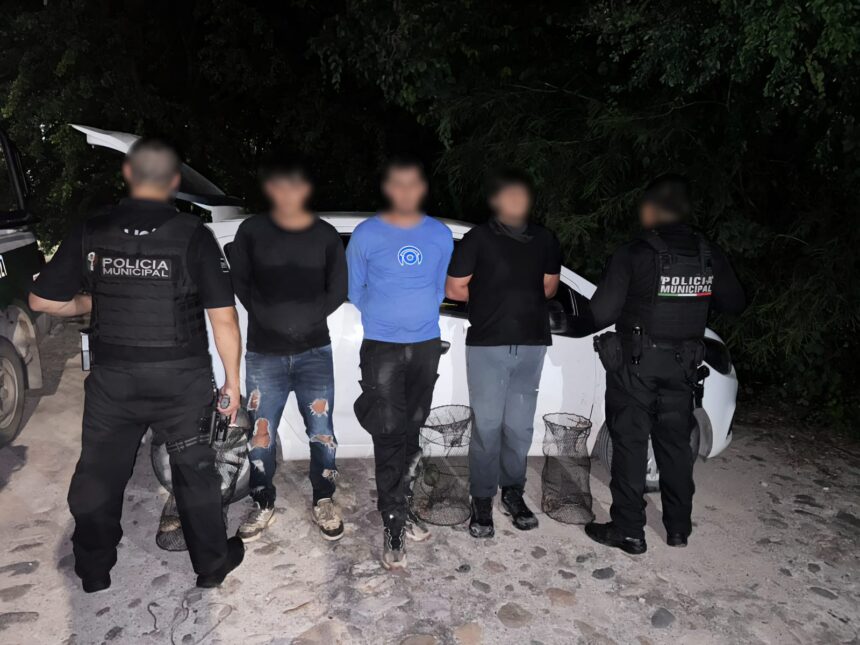 Vinculan a proceso a tres personas por captura ilegal de tortuga casquito de Vallarta