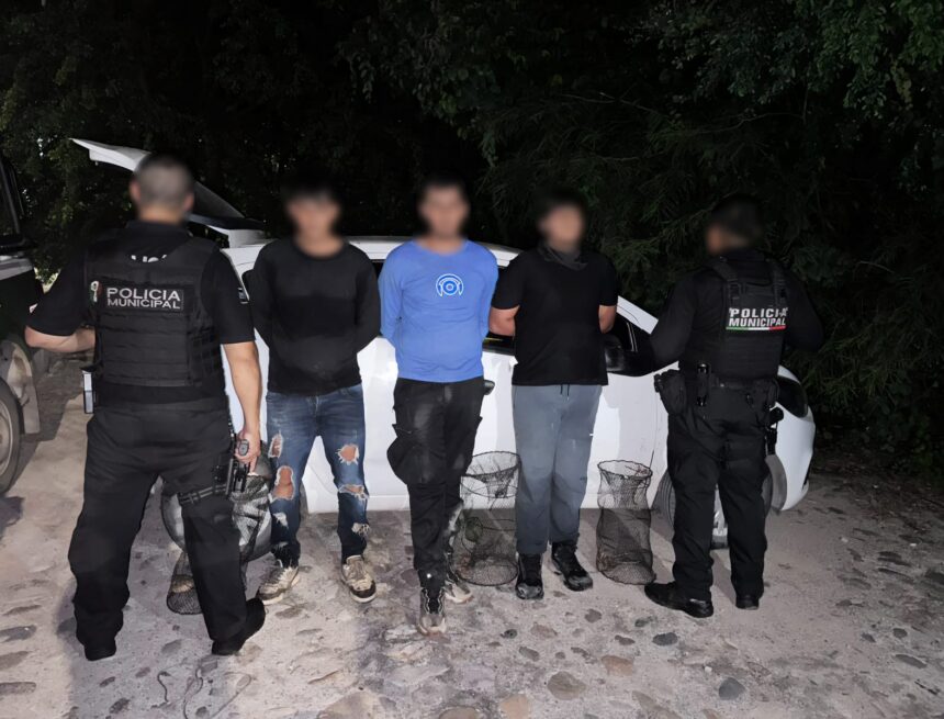 Vinculan a proceso a tres personas por captura ilegal de tortuga casquito de Vallarta